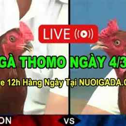 đá gà trực tiếp thomo c3 ngày 27