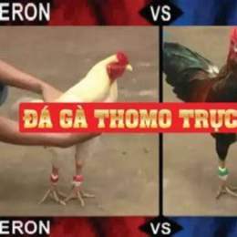 đá gà trực tiếp thomo ngày 10 tháng 9