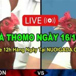 đá gà trực tiếp thomo ngày 16 tháng 6