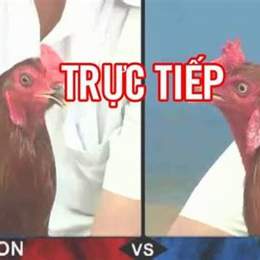đá gà trực tiếp traiga.vn
