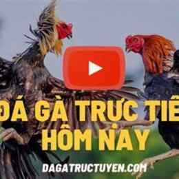 da ga truc tiepthomo binh luan vien