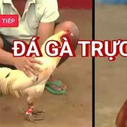 đa ga truc triep