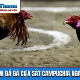 da ga truc tuyen campuchia 2016