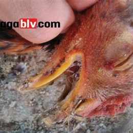đá gà trùng huyết