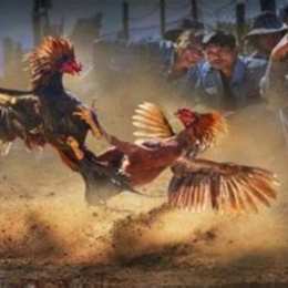 đá gà trường thuật thomo