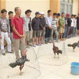 đá gà trường thuật