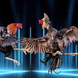đá gà tượng thuật cựa dao