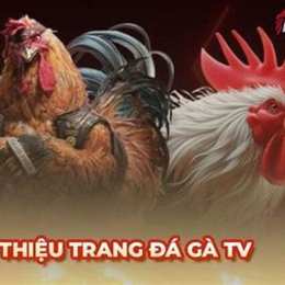 đá gà tv c3