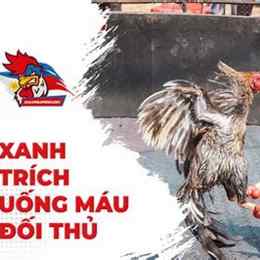 đá gà uống máu đối thủ