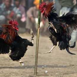 đá gà viengxay