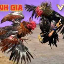 đá gà vĩnh gia