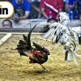đá gà win