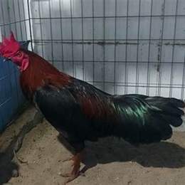 đá gà xanh đỏ