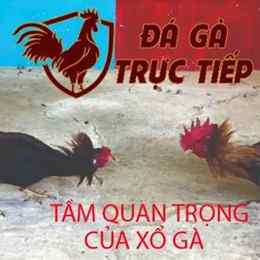 đá gà xổ 2 tỷ