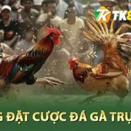 đá giải gà tre 13 5