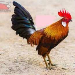đá giải gà tre 25 9