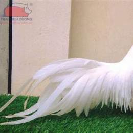 đá giải gà tre 9/1/2023