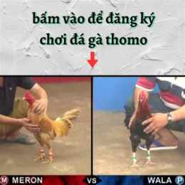 đăng ký trang đá gà thomo