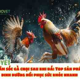 dưỡng gà sau khi đá