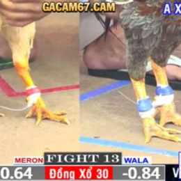 full clip đá gà cpc1 hôm nay