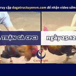 full clip đá gà cpc3 hôm nay