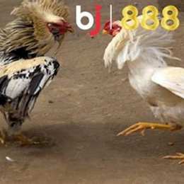 gà 3kg2 đá cựa bao nhiêu