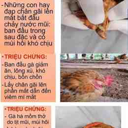 gà bị phù da