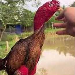 gà bịp roykin đá