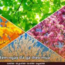 gà bông đá ngày nào tốt