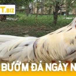 ga buom da ngay nao tot
