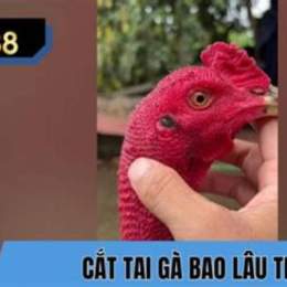 gà cắt cựa bảo lâu thì đá được