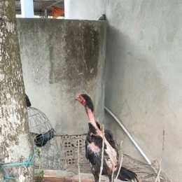 gà chọi 4 tháng đã gáy