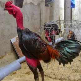 ga choi binh dinh da nhau