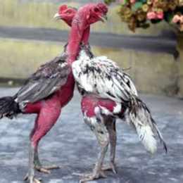 gà chọi đá chết chủ