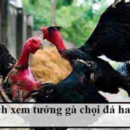 ga choi da don cao