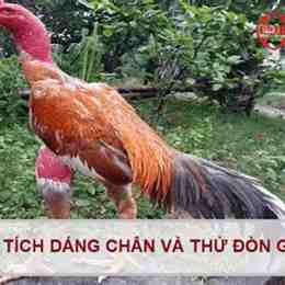ga choi da hay