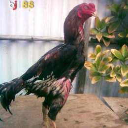gà chọi thay lông có đá được không