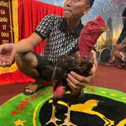 gà chọi tía máy khâu đá