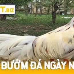 gà cứ đá ngày nào tốt