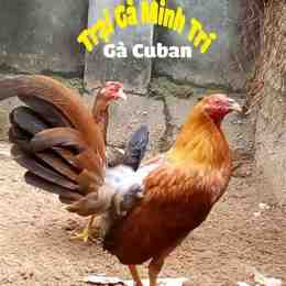ga cuban da thua