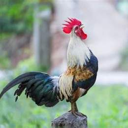 gà đá bão xì tin