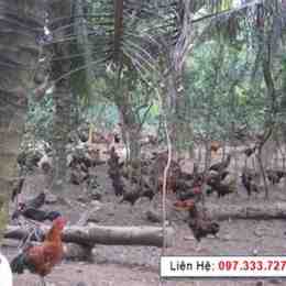 ga da ben tre giong trom