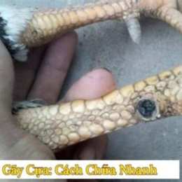 gà đá bị gãy cựa