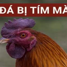 gà đá bị tím mào
