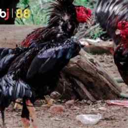 gà đá bị vẹo lườn