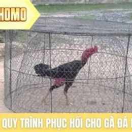 gà đá bị yếu chân