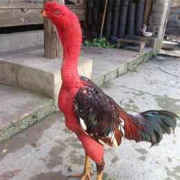 gà đá bụng