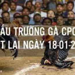 gà đá c4 hôm nay