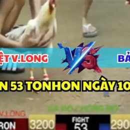 gà đá chồng độ 3 cái