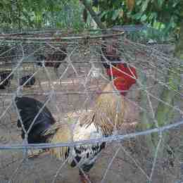 ga da cua sat tien giang